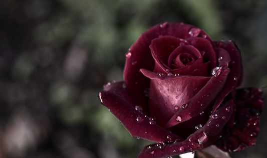 How One Mum’s Loss Became a Beacon of Hope for Others